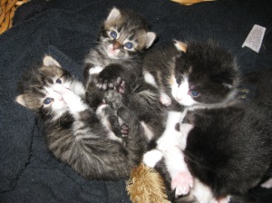 kittens 003